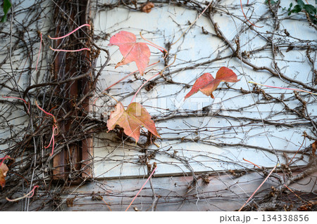 冬の壁に絡む蔦の記憶 Ivy Traces on a Winter Wall 冬の壁に絡む蔦の記憶 Ivy Traces on a Winter Wall 134338856