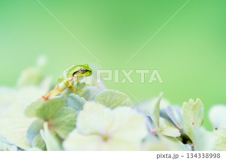 紫陽花の花の上から身を乗り出す小さな一匹のアマガエル 紫陽花の花の上から身を乗り出す小さな一匹のアマガエル 134338998