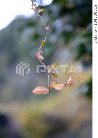 静かに伸びる冬のツル Vine Reaching Quietly in Winter 134339015