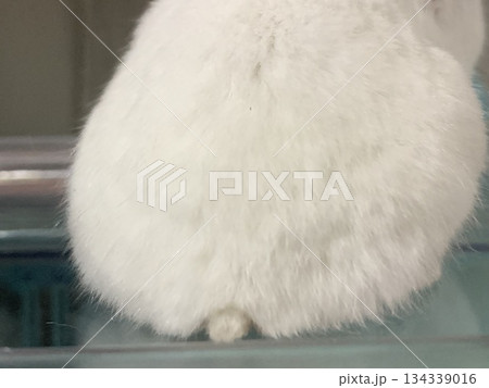 ハムスターの尻尾 ハムスターの尻尾 134339016