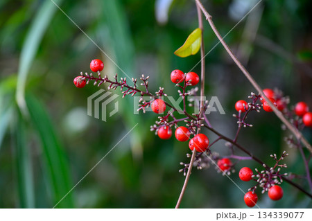 冬の光に実るナンテンの赤い実 Red Nandina Berries in Winter Light 134339077