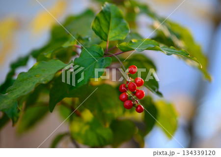 夕日に輝くジュズサンゴの赤い実 Coral Beads in Sunset Light 夕日に輝くジュズサンゴの赤い実 Coral Beads in Sunset Light 134339120