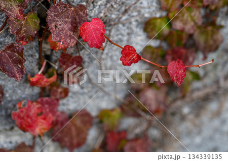石壁に残るツタの赤い葉 Ivy Leaves Lingering on Stone Wall 134339135