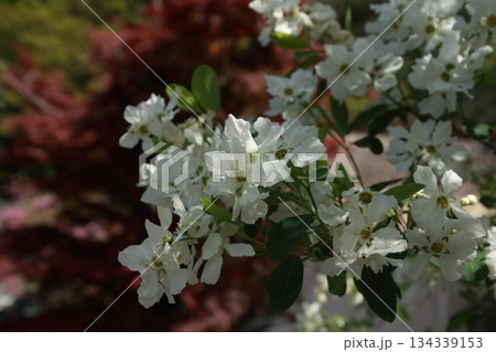 白い小さな花リキュウバイ 134339153