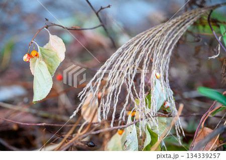 冬のススキとツルウメモドキ Silver Grass and Oriental Bitterswee 冬のススキとツルウメモドキ Silver Grass and Oriental Bitterswee 134339257