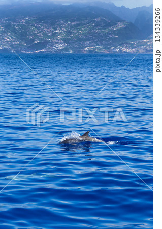 Common Bottllenose Dolphin, Madeira, Portugal 134339266