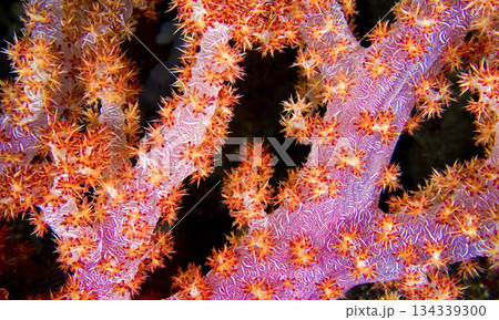 Multi-branched Coral Trees, Bunaken National Marine Park Multi-branched Coral Trees, Bunaken National Marine Park 134339300