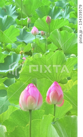 蓮の花のある風景 134339579
