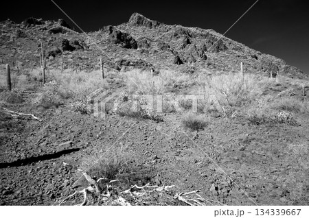 Black and White Sonoran Desert Arizona 134339667