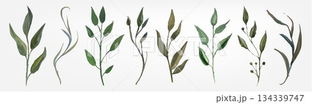 Watercolor green leaf plants set isolated on white Watercolor green leaf plants set isolated on white 134339747