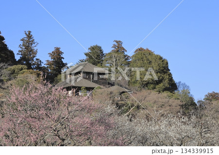 日本三名園の一つ、茨城県水戸市の偕楽園（かいらくえん）の満開の梅と好文亭（こうぶんてい） 134339915