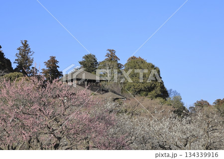 日本三名園の一つ、茨城県水戸市の偕楽園(かいらくえん)の満開の梅と好文亭(こうぶんてい) 日本三名園の一つ、茨城県水戸市の偕楽園(かいらくえん)の満開の梅と好文亭(こうぶんてい) 134339916
