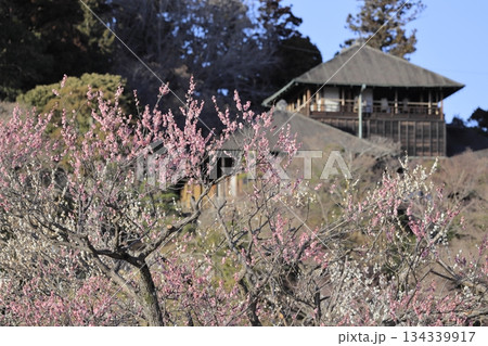 日本三名園の一つ、茨城県水戸市の偕楽園（かいらくえん）の満開の梅と好文亭（こうぶんてい） 134339917