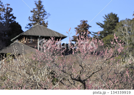 日本三名園の一つ、茨城県水戸市の偕楽園（かいらくえん）の満開の梅と好文亭（こうぶんてい） 134339919