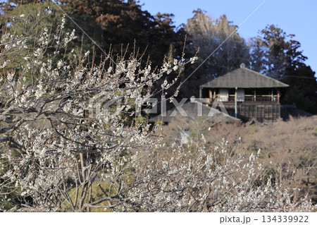 日本三名園の一つ、茨城県水戸市の偕楽園(かいらくえん)の満開の梅と好文亭(こうぶんてい) 日本三名園の一つ、茨城県水戸市の偕楽園(かいらくえん)の満開の梅と好文亭(こうぶんてい) 134339922