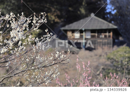 日本三名園の一つ、茨城県水戸市の偕楽園(かいらくえん)の満開の梅と好文亭(こうぶんてい) 日本三名園の一つ、茨城県水戸市の偕楽園(かいらくえん)の満開の梅と好文亭(こうぶんてい) 134339926