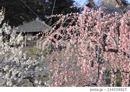 日本三名園の一つ、茨城県水戸市の偕楽園(かいらくえん)の満開の梅と好文亭(こうぶんてい) 日本三名園の一つ、茨城県水戸市の偕楽園(かいらくえん)の満開の梅と好文亭(こうぶんてい) 134339927