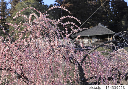 日本三名園の一つ、茨城県水戸市の偕楽園（かいらくえん）の満開の梅と好文亭（こうぶんてい） 134339928