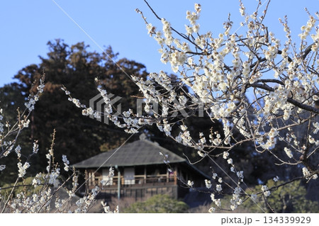 日本三名園の一つ、茨城県水戸市の偕楽園(かいらくえん)の満開の梅と好文亭(こうぶんてい) 日本三名園の一つ、茨城県水戸市の偕楽園(かいらくえん)の満開の梅と好文亭(こうぶんてい) 134339929