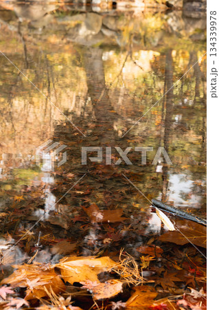 水中の紅葉:静かな水底に沈んだカエデの葉と水面の反射 水中の紅葉:静かな水底に沈んだカエデの葉と水面の反射 134339978