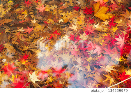 水に浮かぶ万華鏡、赤と黄色のカエデの落ち葉 134339979