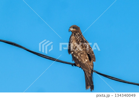 トビ - 身近な猛禽類- 134340049