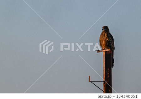 トビ - 身近な猛禽類- 134340051