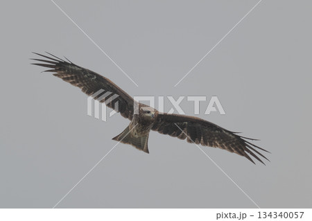 トビ - 身近な猛禽類- トビ - 身近な猛禽類- 134340057