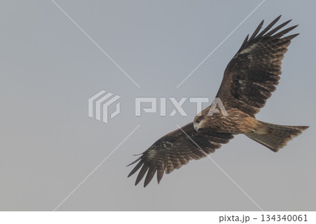 トビ - 身近な猛禽類- 134340061