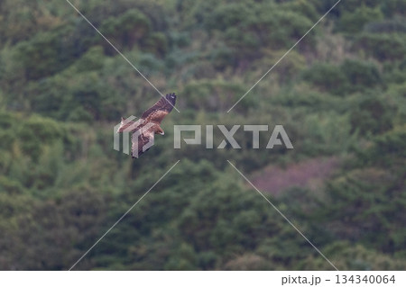 トビ - 身近な猛禽類- 134340064