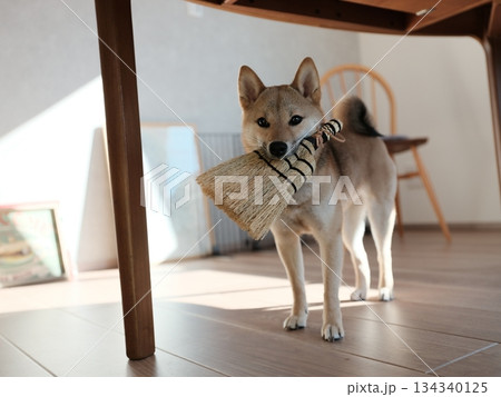 お掃除をする柴犬2 お掃除をする柴犬2 134340125