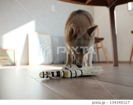 お掃除をする柴犬3 134340127