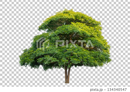 Tree PNG File Trees isolated on white background, tropical trees isolated used for design, advertising and architecture Tree PNG File Trees isolated on white background, tropical trees isolated used for design, advertising and architecture 134340547