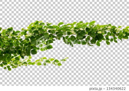 vine frame leaf vine circle Isolate on transparent background PNG file vine frame leaf vine circle Isolate on transparent background PNG file 134340622