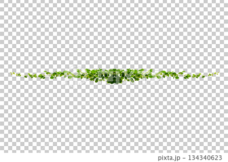 vine frame leaf vine circle Isolate on transparent background PNG file vine frame leaf vine circle Isolate on transparent background PNG file 134340623