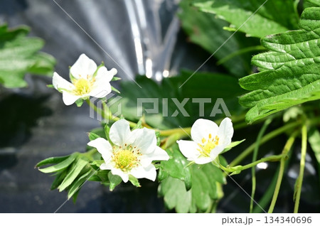 露地栽培とイチゴの花(バラ科) 露地栽培とイチゴの花(バラ科) 134340696