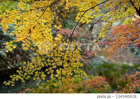 黄色に紅葉したモミジ 134340816
