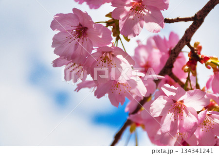 京都　平野神社　美しい桜（京都府京都市北区） 134341241
