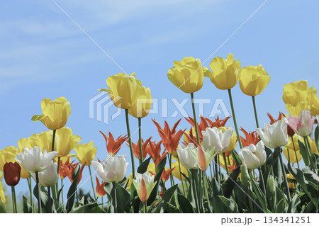 青空に映えるカラフルなチューリップ畑（春） 134341251
