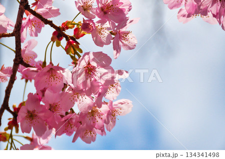京都 平野神社 美しい桜(京都府京都市北区) 京都 平野神社 美しい桜(京都府京都市北区) 134341498