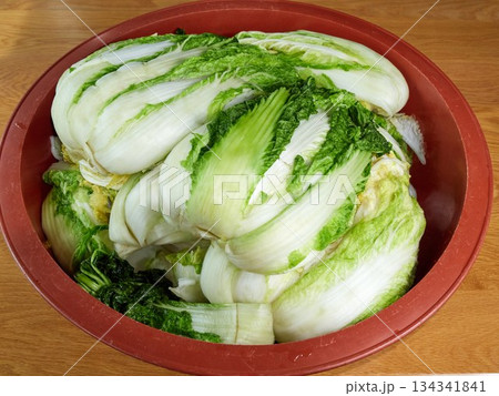 Salted napa cabbage for Kimjang Salted napa cabbage for Kimjang 134341841