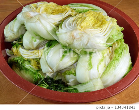 Salted napa cabbage for Kimjang Salted napa cabbage for Kimjang 134341843