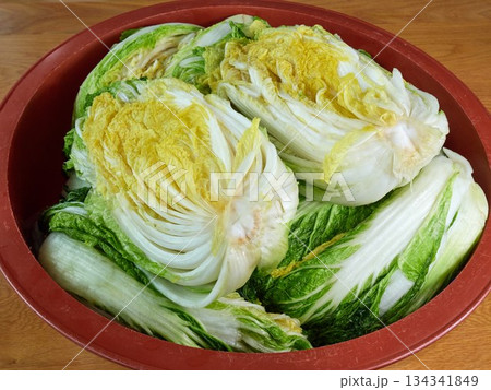 Salted napa cabbage for Kimjang Salted napa cabbage for Kimjang 134341849