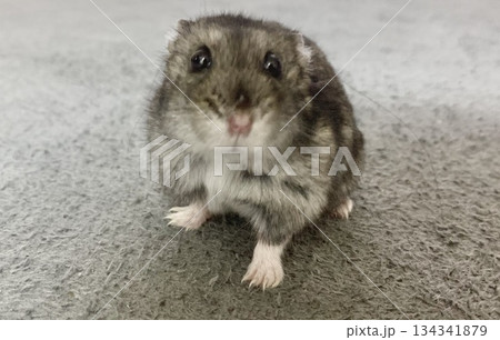 ハムスターのハムちゃん 134341879