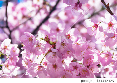 京都　平野神社　美しい桜（京都府京都市北区） 134342425