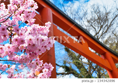 京都　平野神社　美しい桜（京都府京都市北区） 134342896