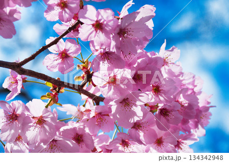 京都　平野神社　美しい桜（京都府京都市北区） 134342948
