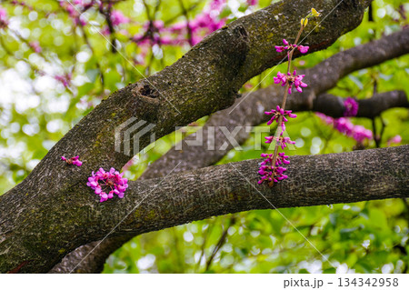 cercis siliquastrum branches in purple blossom. judas tree also called redbud. beautiful spring nature with pink flowers in urban park of uzhhorod. background for earth day or esg reports cercis siliquastrum branches in purple blossom. judas tree also called redbud. beautiful spring nature with pink flowers in urban park of uzhhorod. background for earth day or esg reports 134342958