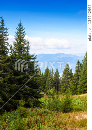 mountain landscape of ukraine with evergreen forest in autumn. beautiful place in carpathians with coniferous trees on hillside under cloudy sky. beauty in nature vertical wallpaper on a sunny day mountain landscape of ukraine with evergreen forest in autumn. beautiful place in carpathians with coniferous trees on hillside under cloudy sky. beauty in nature vertical wallpaper on a sunny day 134342962