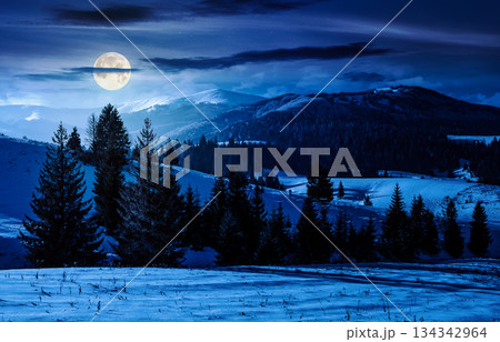fir trees on snowy hillsides at night. stunning nature scenery in mountains in full moon light. winter holidays wallpaper. countryside landscape. background for fake news or conspiracy concepts 134342964